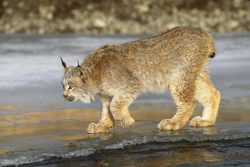 Lynx du Canada  Gouvernement du Québec