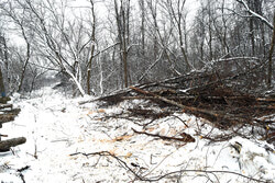 Les employés municipaux s’adonnant à la coupe des arbres au parc Claude-Rioux le 14 mars.
Photos: Olivier Pilon, Lily Ryan