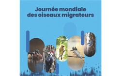 D’ici au 4 juin, la population et les écoles sont invitées à participer à la sélection de l’oiseau qui deviendra l’emblème officiel de Gatineau en votant pour l’une de cinq espèces proposées. Crédit photo : Pierre Catudal et Jean-Marc Emery