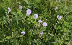 La MRC des Collines-de-l’Outaouais invite les citoyens à retarder la première tonte de leur pelouse en mai afin de protéger les insectes pollinisateurs. Crédit photo : Tashi Farmilo