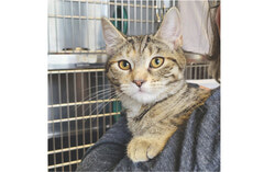 Chat reçu à la SPCA de l’Outaouais à la suite d’une cession (28 juin 2025). Photo : Gracieuseté de la SPCA de l’Outaouais