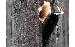 Légende photo : Le Grand Pic a été choisi comme l’oiseau emblème de Gatineau à l’issue d’une consultation publique. La Ville a ainsi franchi une nouvelle étape vers la certification « Ville amie des oiseaux » de Nature Canada. Crédit photo : Christian Rochefort