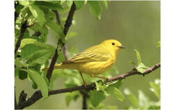 Paruline jaune – Jean-Serge Vincent