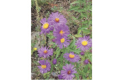 Aster de la Nouvelle Angleterre. Photo : Courtoisie