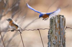 Les efforts de conservation contribuent au rétablissement des populations d’oiseaux, mais de nombreuses espèces en Outaouais sont toujours menacées. Crédit photo : Gracieuseté du Club des ornithologues de l’Outaouais
